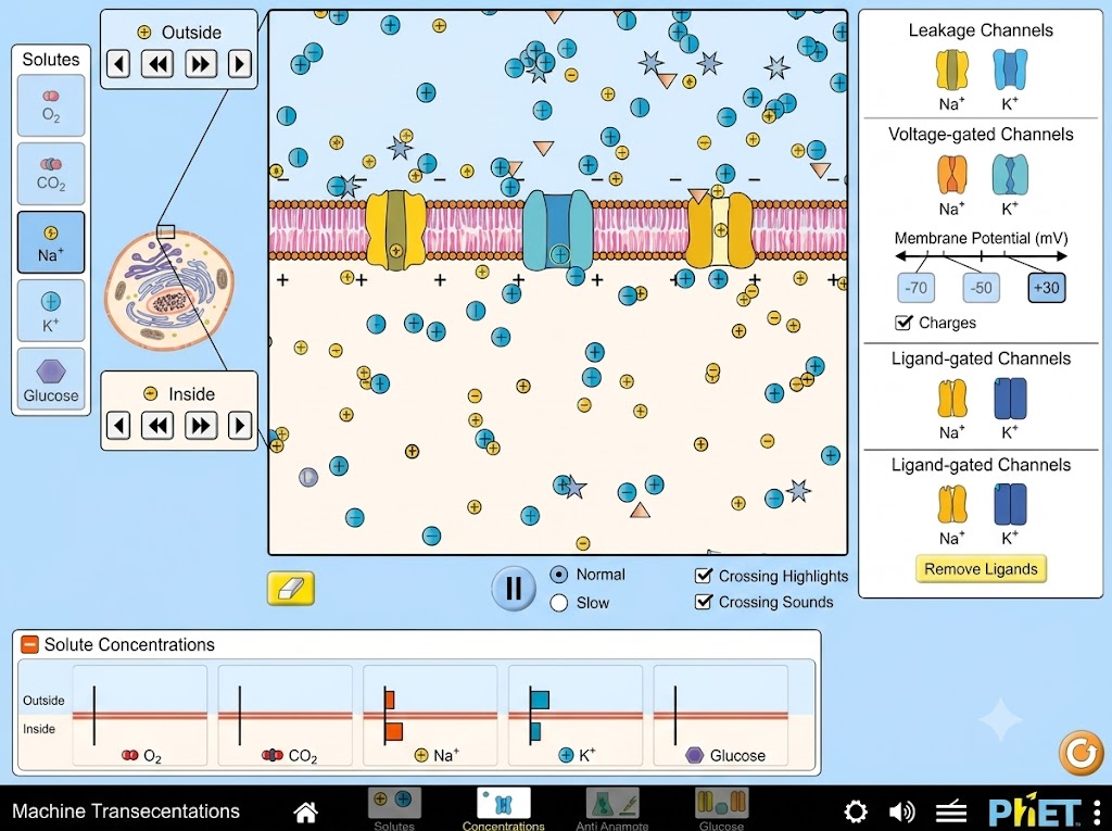 Membrane Transport